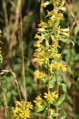 Solidago virgaurea virgaurea