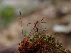 Bryoerythrophyllum recurvirostrum