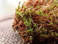 Bryoerythrophyllum recurvirostrum