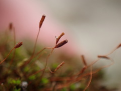 Bryoerythrophyllum recurvirostrum