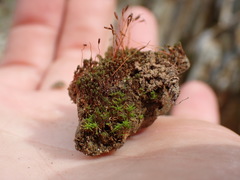 Bryoerythrophyllum recurvirostrum