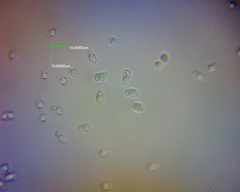 Heimiomyces velutipes