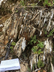 Bryoerythrophyllum recurvirostrum