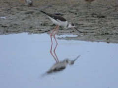 Himantopus himantopus