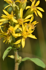 Solidago virgaurea virgaurea