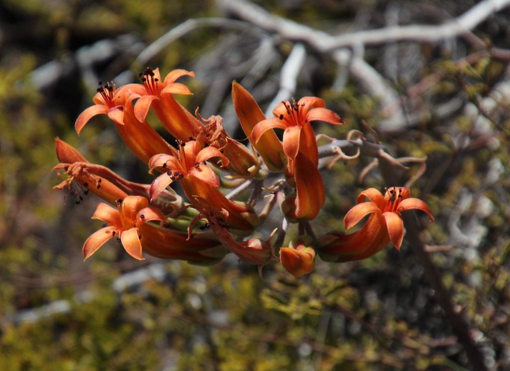 Grand Butterbush