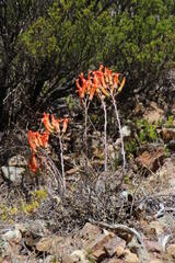 Tylecodon grandiflorus
