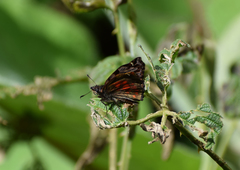 Noctuana haematospila