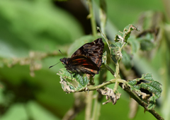Noctuana haematospila