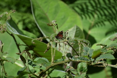 Noctuana haematospila