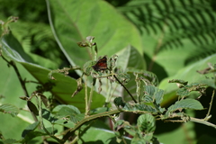 Noctuana haematospila
