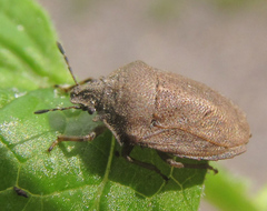 Podops inunctus