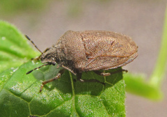 Podops inunctus