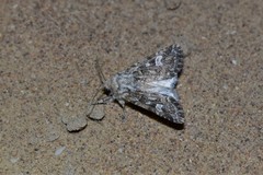 Saragossa siccanorum