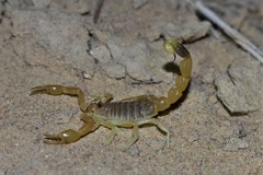 Mesobuthus thersites