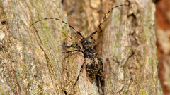 Leiopus linnei
