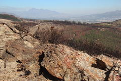 Caloplaca haematodes