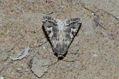 Saragossa siccanorum