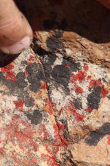 Caloplaca haematodes