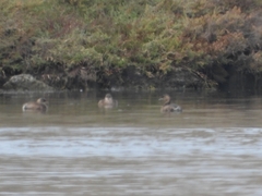 Tachybaptus ruficollis