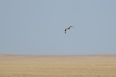 Chlamydotis macqueenii