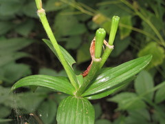 Lilium pensylvanicum