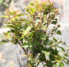 Maytenus acuminata acuminata