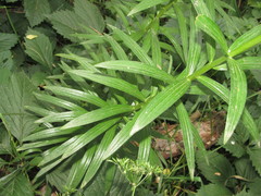 Lilium pensylvanicum