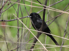 Knipolegus aterrimus