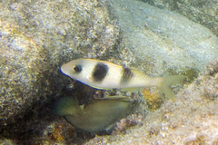 Parupeneus crassilabris