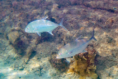 Caranx papuensis