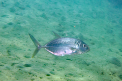 Caranx papuensis