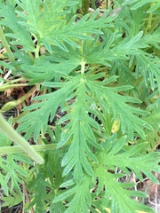 Potentilla litoralis