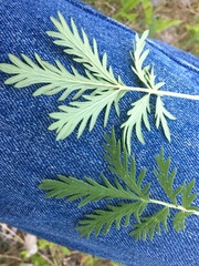 Potentilla litoralis