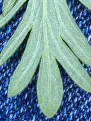 Potentilla litoralis