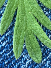 Potentilla litoralis