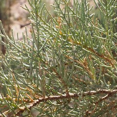 Tamarix usneoides