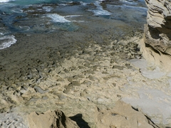 Gelidium pristoides