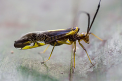 Dictyopsocus pennicornis
