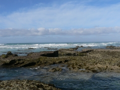 Gelidium pristoides