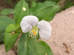 Commelina erecta erecta