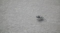 Polyrhachis schlueteri