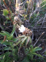 Plectocephalus chilensis