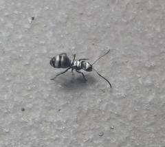 Polyrhachis schlueteri
