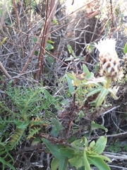 Plectocephalus chilensis