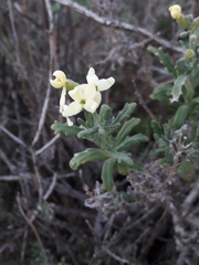 Mathewsia foliosa