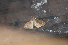 Diaphania fumosalis