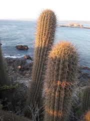 Trichocereus chiloensis litoralis