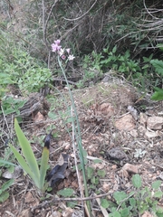 Olsynium scirpoideum