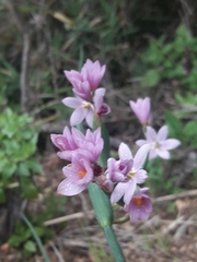 Olsynium scirpoideum